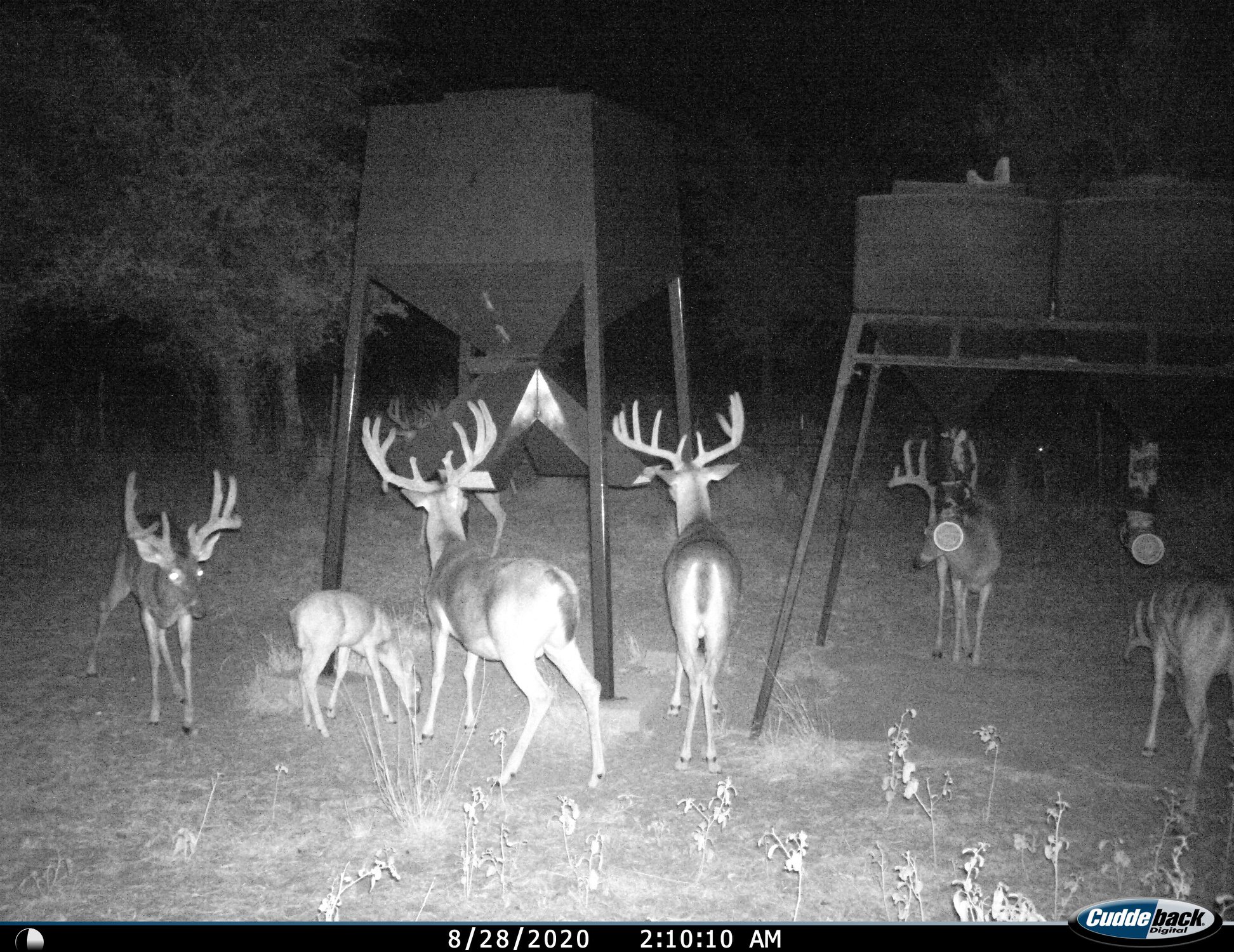 Kothmann Ranch Whitetails | Mason TX