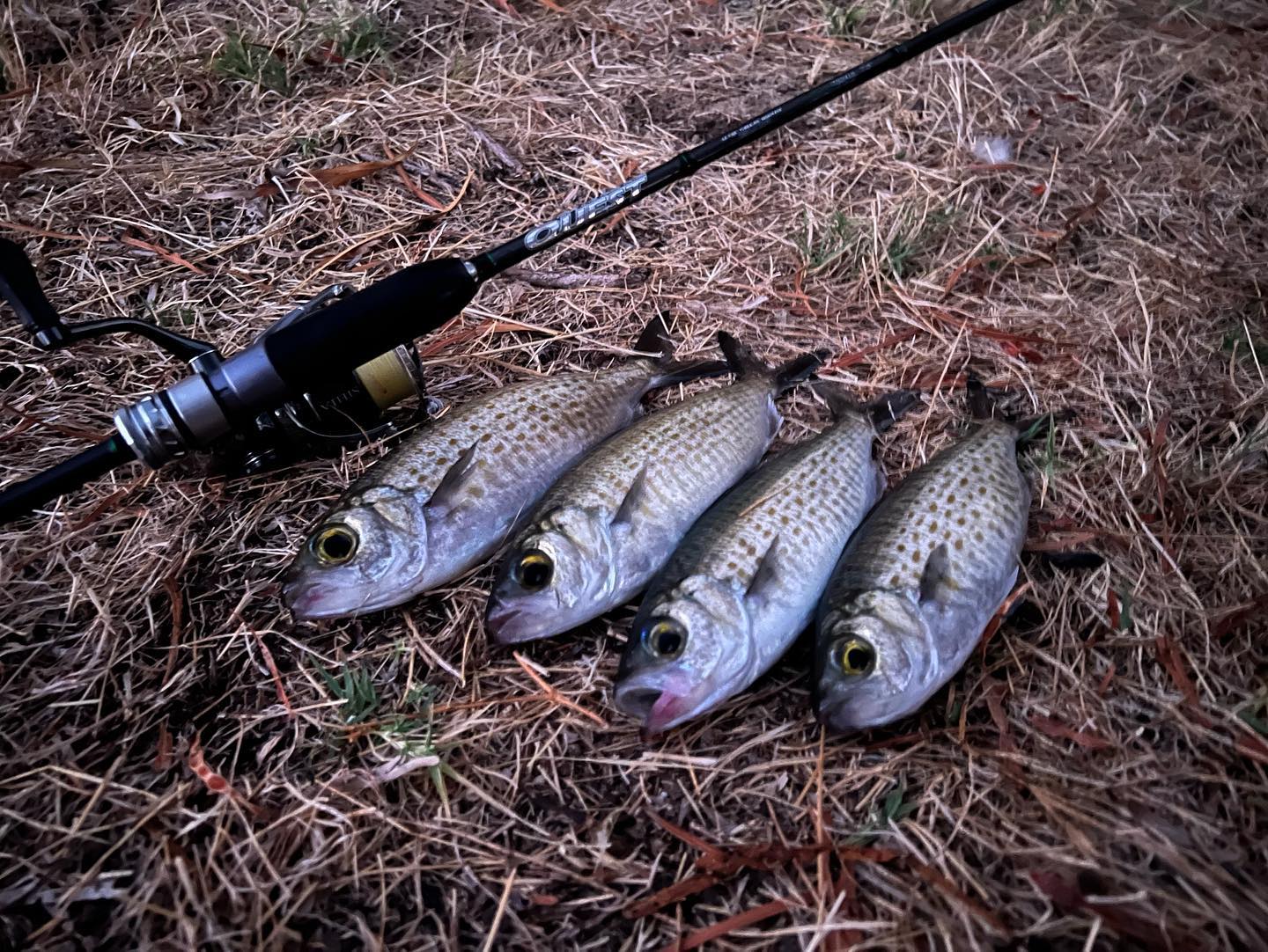 Transcendence eta quattro 65b fishing rod
