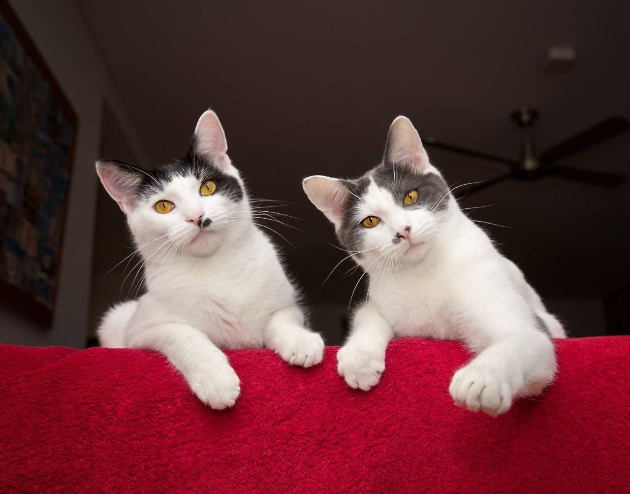 Meet Larry & Moe. Look at their... - Cat Rescue Perth