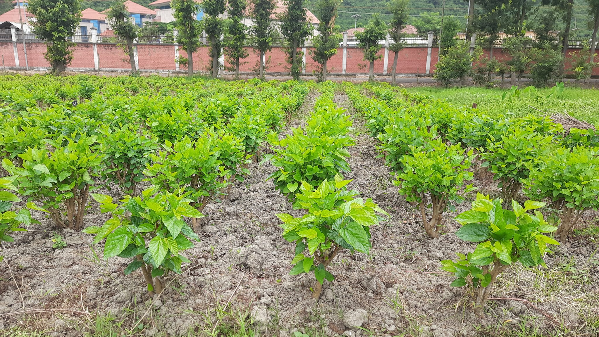 Regional Sericultural Research Station-Imphal | Imphal