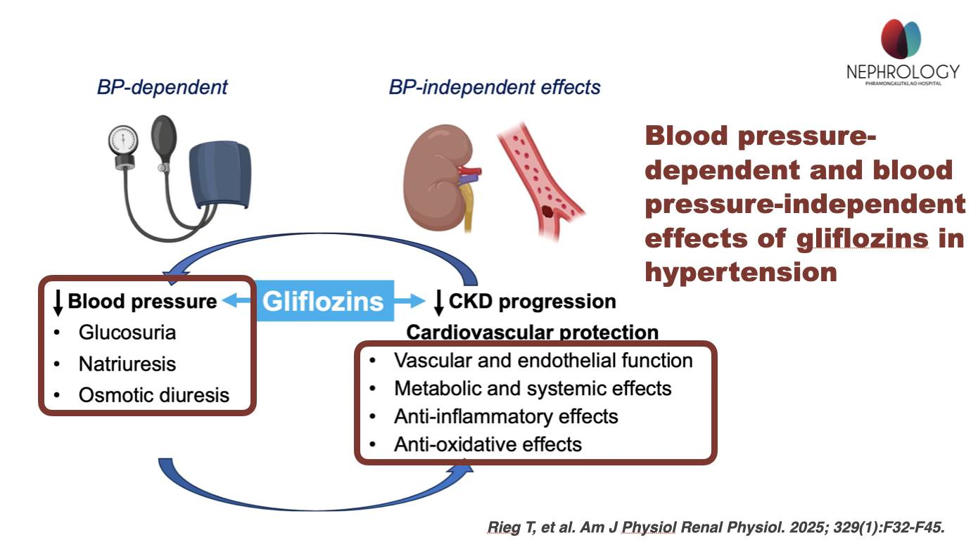 Blood pressure-dependent and blood pressure-independent effects of gliflozins in hypertension