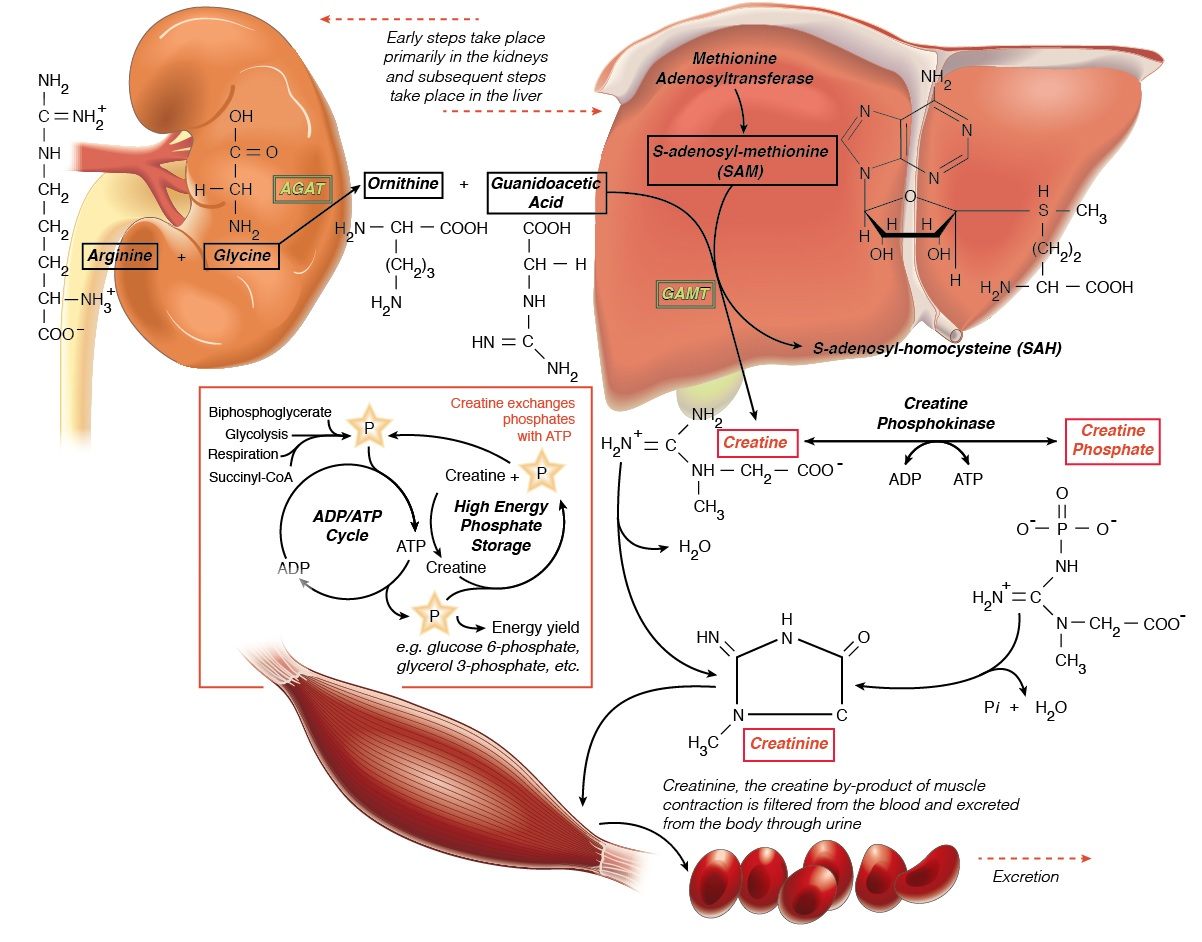 William - Creatine made simple: how your body builds and uses its ...