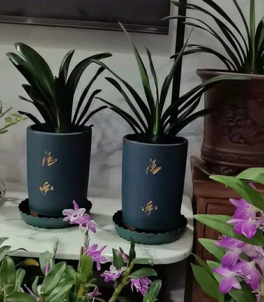 四款紫砂老桩透气盆，size看图说话，rm45for1，种你的盆栽🪴，绿植