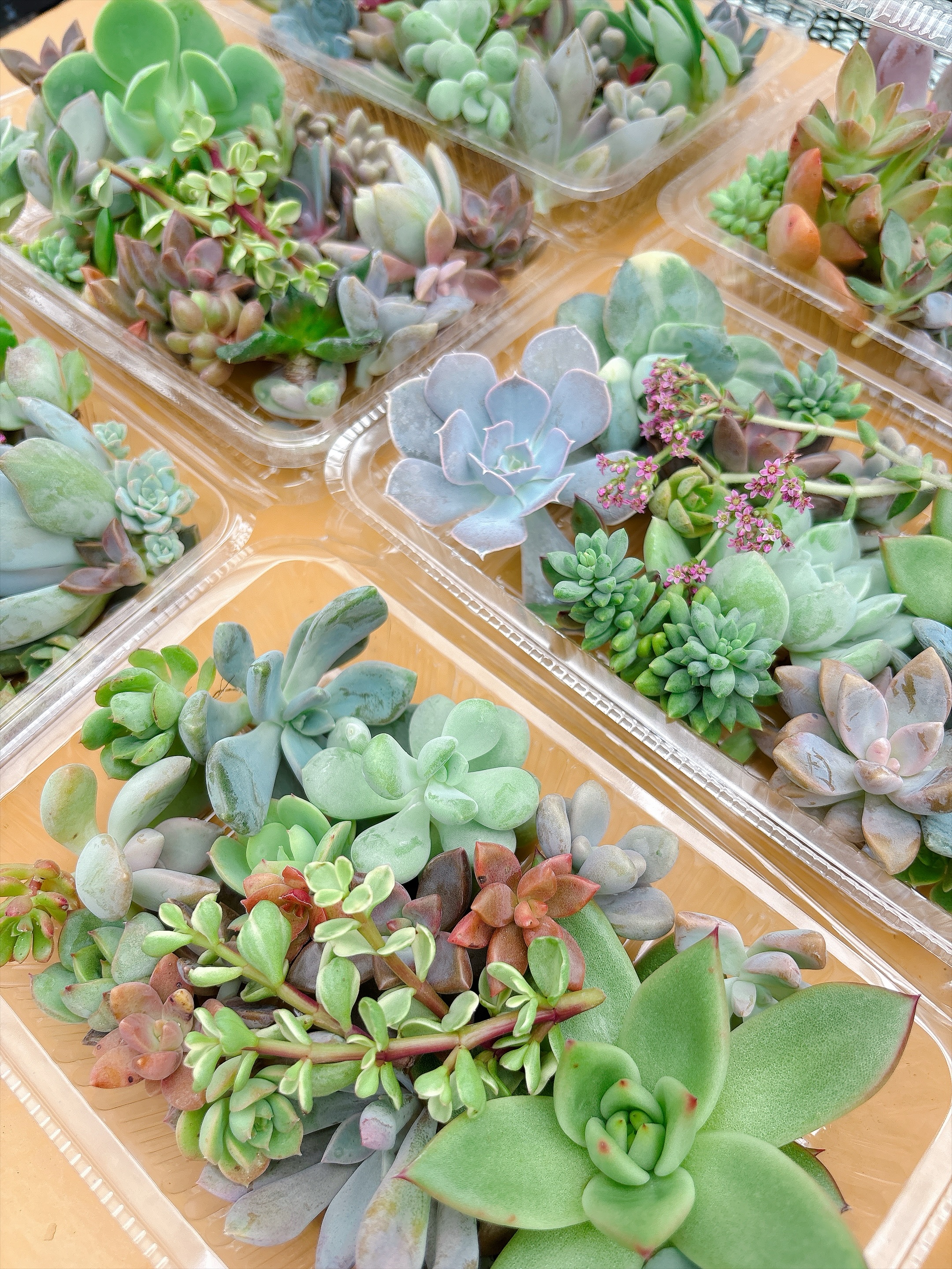福井園芸店 - ネオレゲリア.ファイヤーボール🌳 日光によく当てると