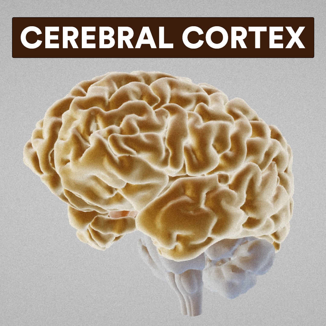 Neurotorium - 🧠CEREBRAL CORTEX🧠 The cerebral cortex houses the four ...