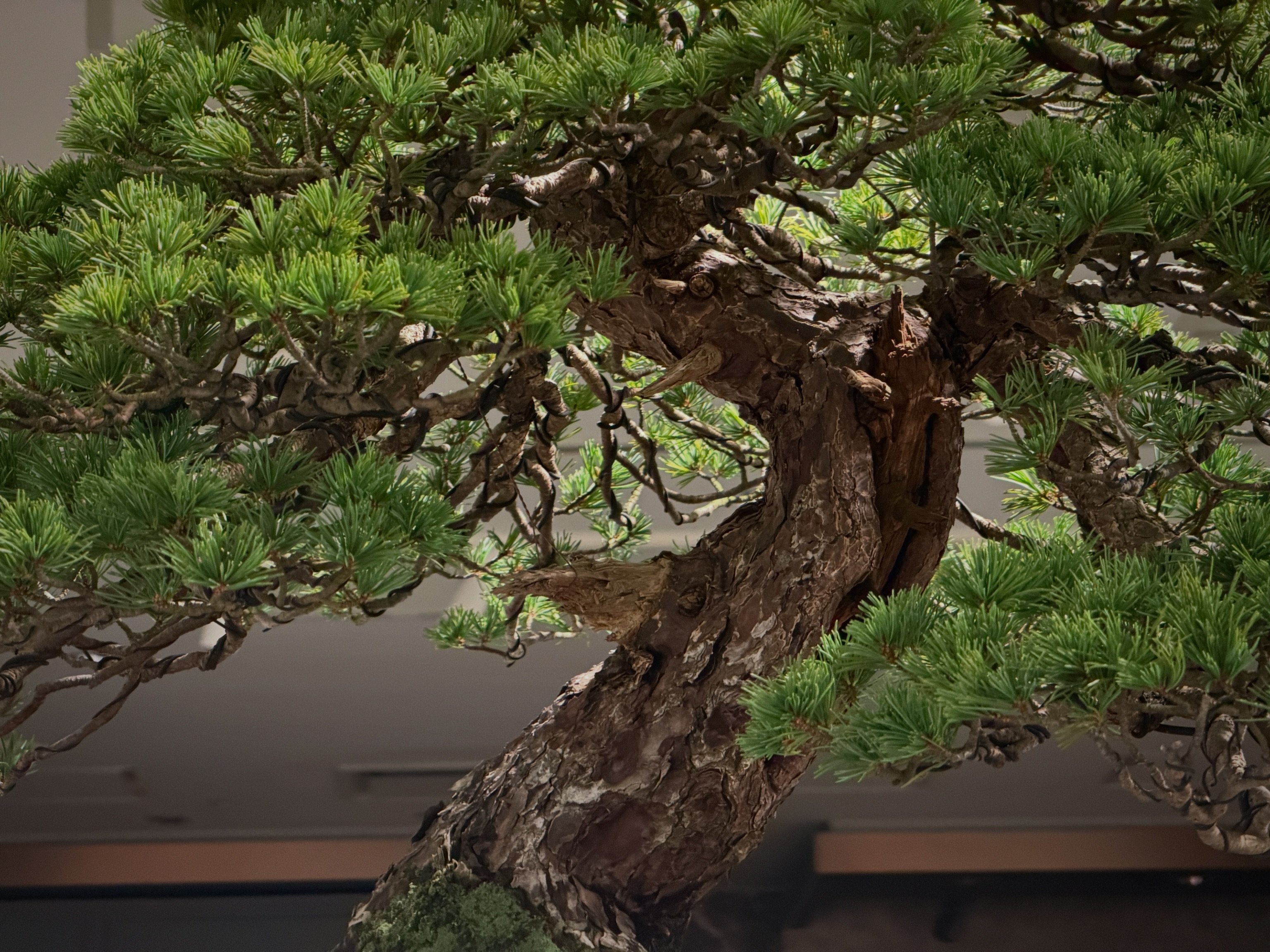 酒井盆栽株式会社 - ヤマコウバシ #盆栽 #bonsai #sakaibonsai #酒井