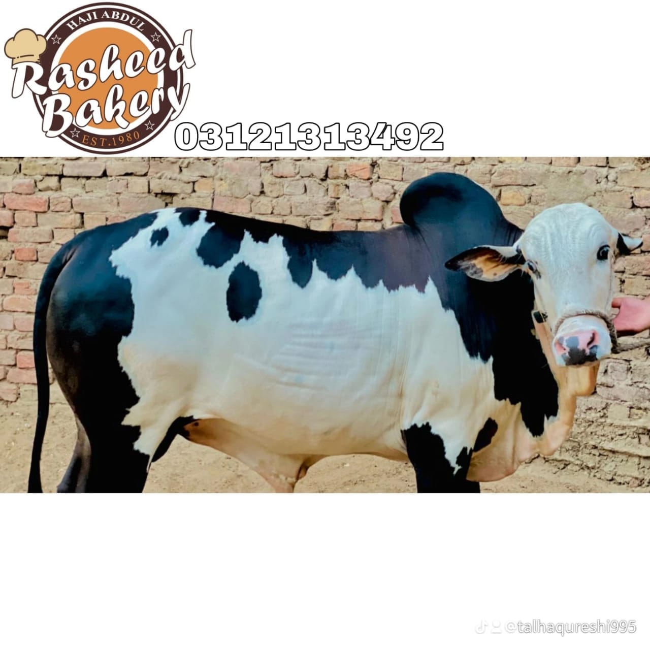 Haji Rasheed cattel Farm | Hyderabad