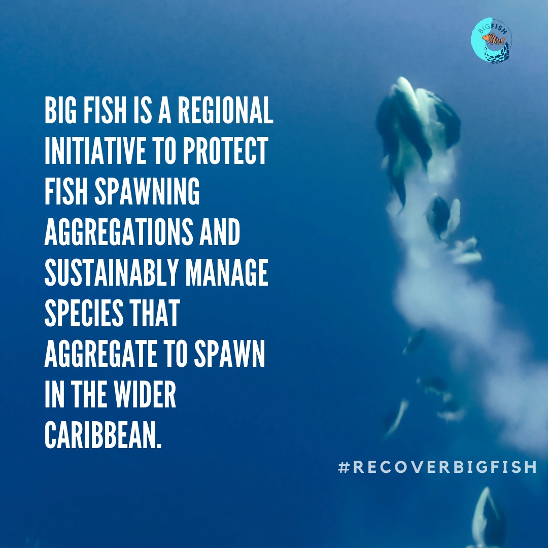 Learn more about the Big... - Fisheries Department - Belize