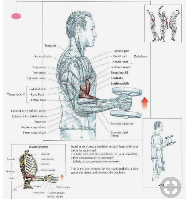 Maximillian Sports Store - 📖 Anatomy of hammer curls . Exercise details ...