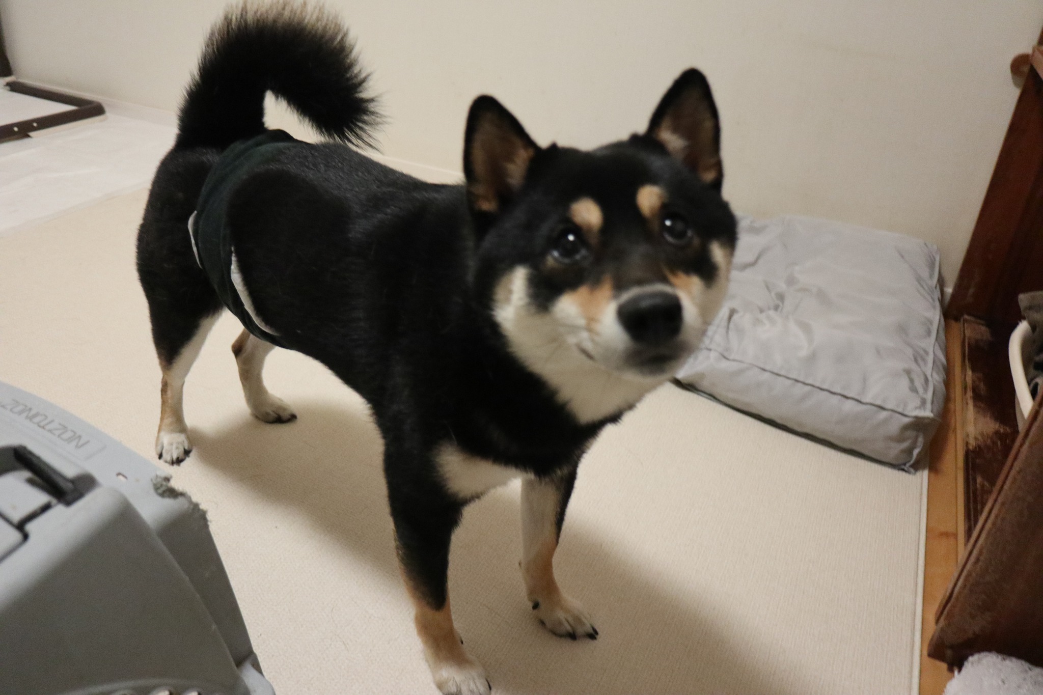 笑う犬 Dog Daycare, Hotel & Seitai | Fujisawa-shi Kanagawa