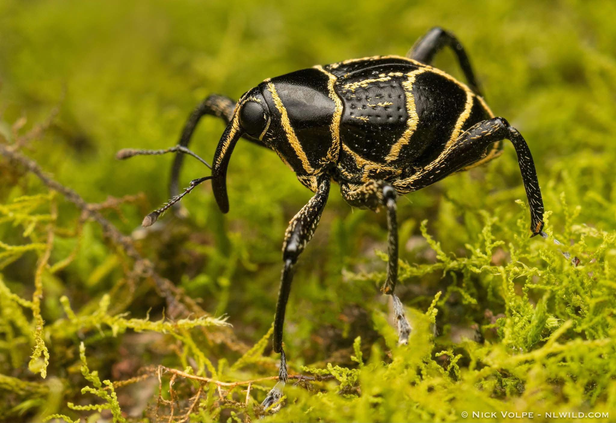 Nick - Jewel Beetle (Temognatha sp.) One of the most spectacular