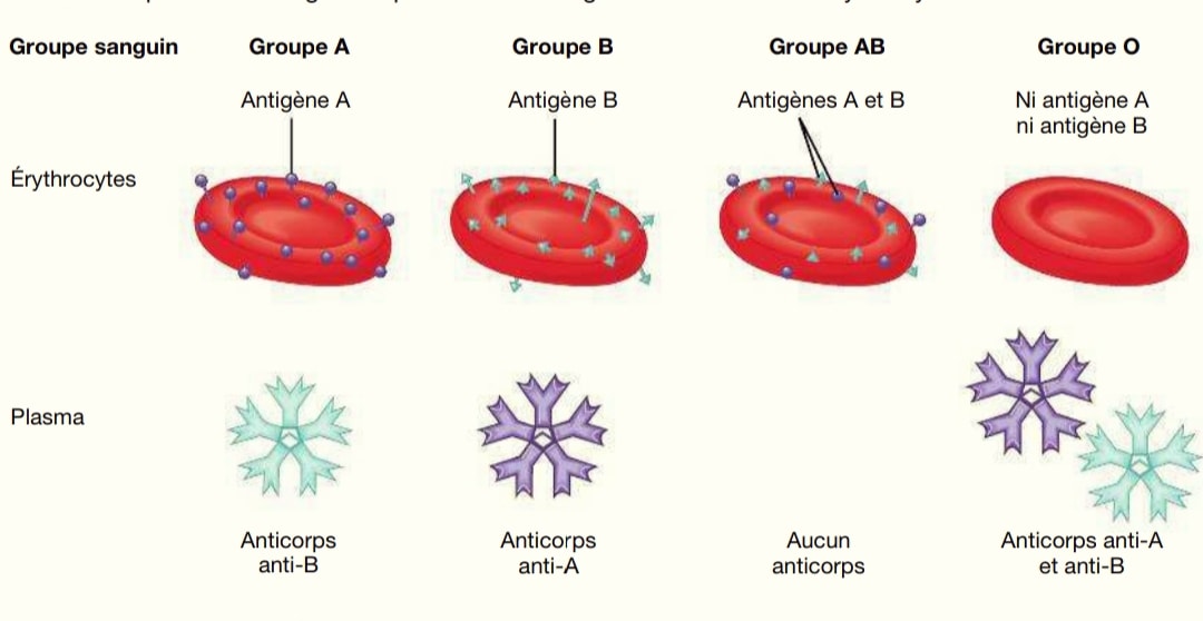 Les antigènes et les anticorps des... - Biologie Simplifiée