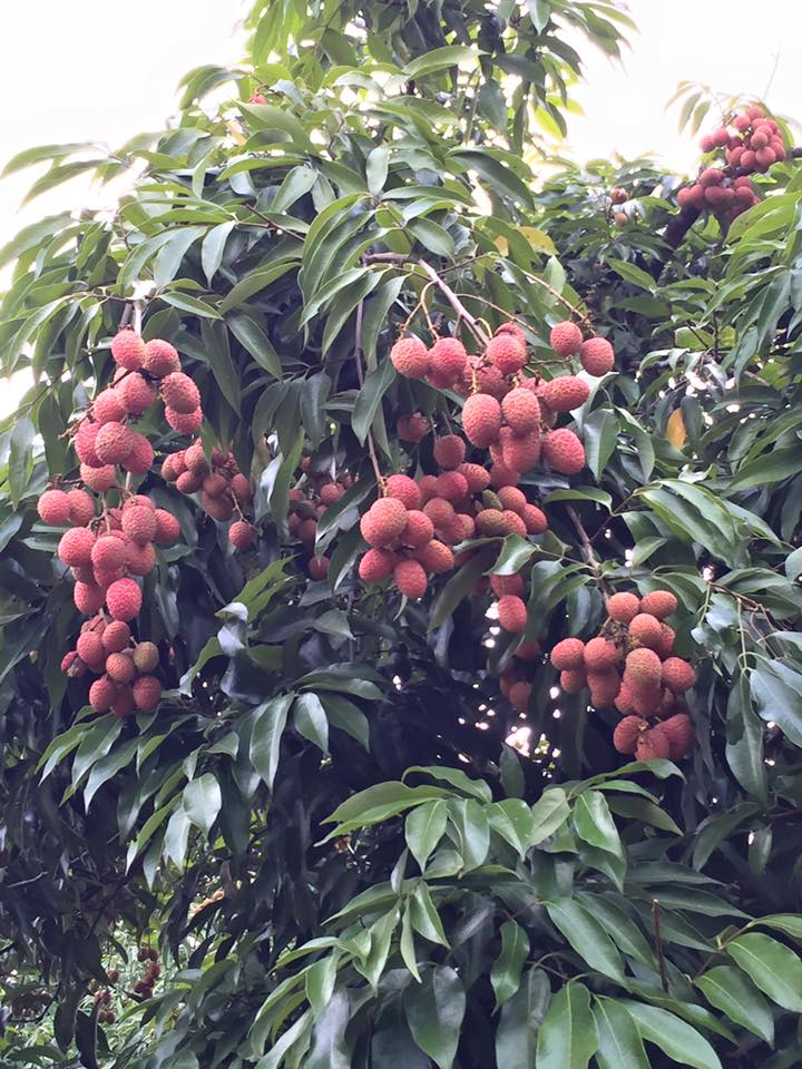 Ya Casi Venta De Litche De Huichihuayan Facebook Liche, also spelled liché and litché, was a settlement in ethiopia in the late 19th and early 20th century. facebook