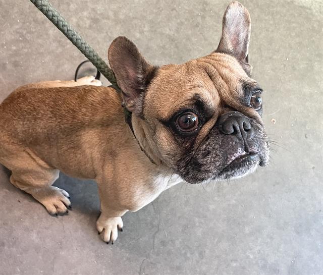 ○ TAVARES, FL ○ SENIOR ○ Dog- ID #A063538 I am an unaltered