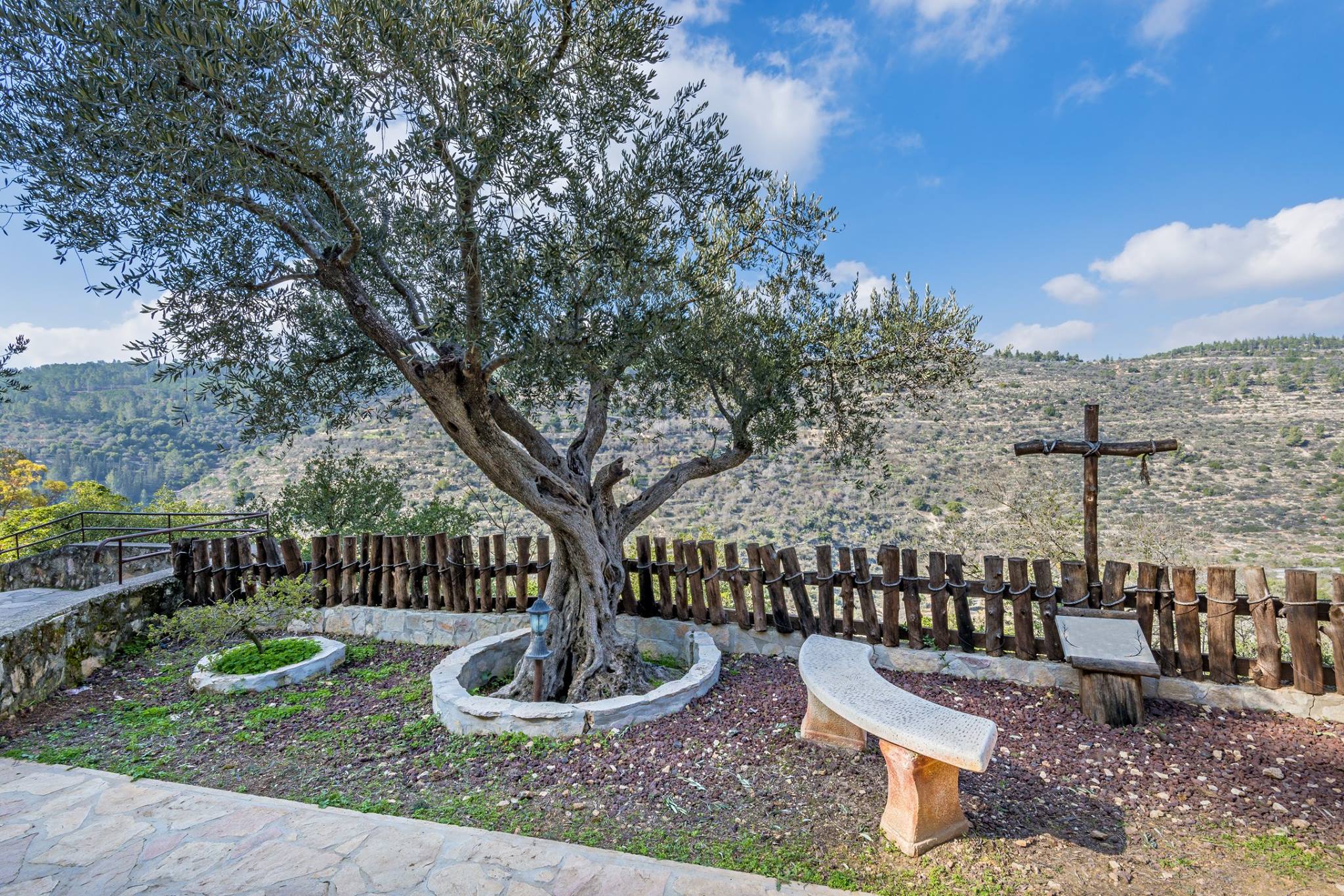Olive trees at the Franciscan Monastery reputedly from the Holy Land photo 1