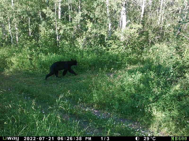 ACU Grad Bear Kip main image 1