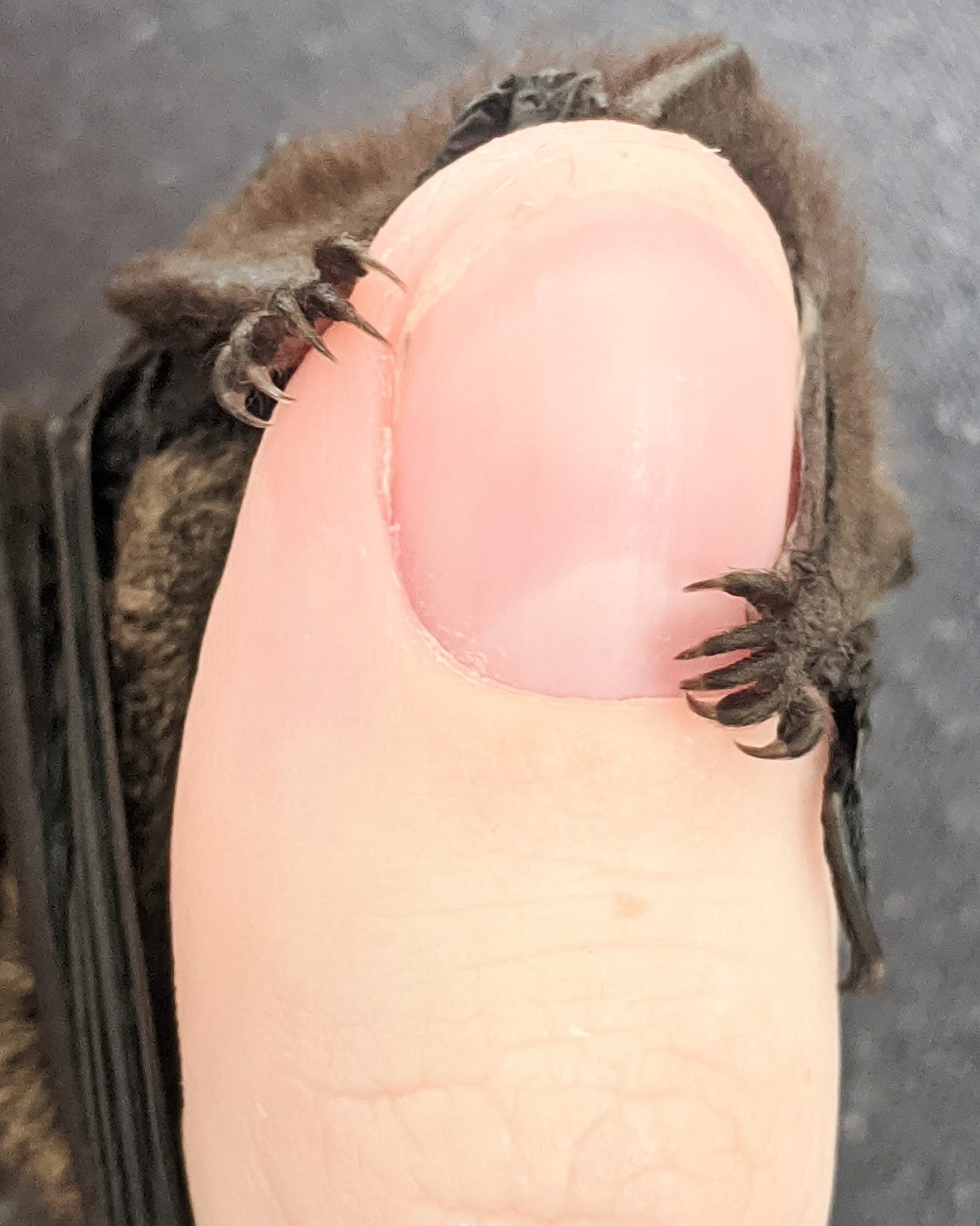 Microbats of Melbourne - Large Forest bats are definitely one of my ...