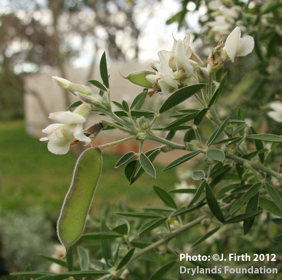 Old favourite fodder tree... - Drylands Permaculture Nursery | Facebook