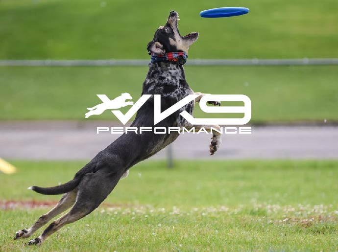 Velocity Canine Performance | Isanti MN