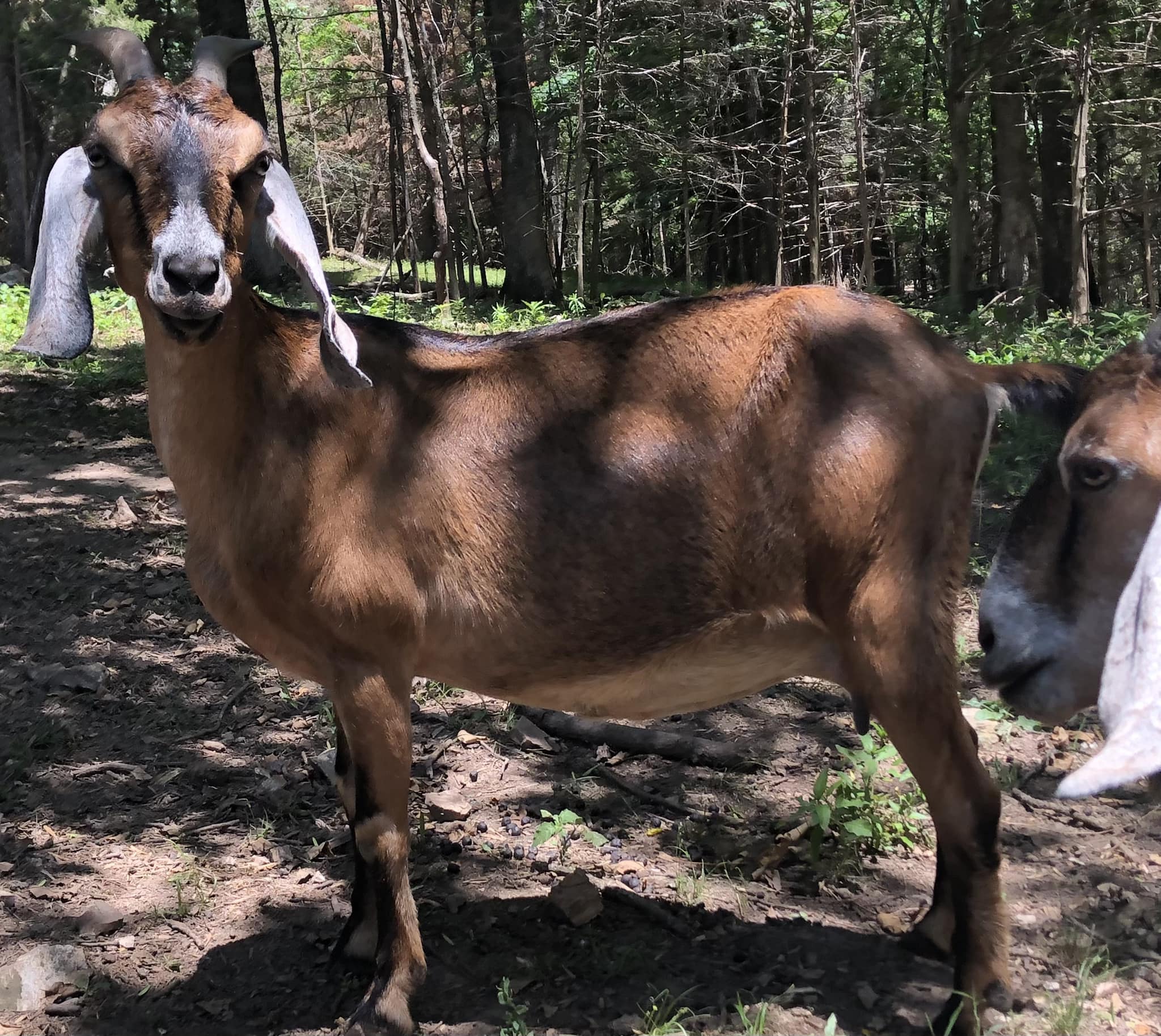 ALL HAVE NEW PASTURES Except 2... - Cedar Rock Ranch