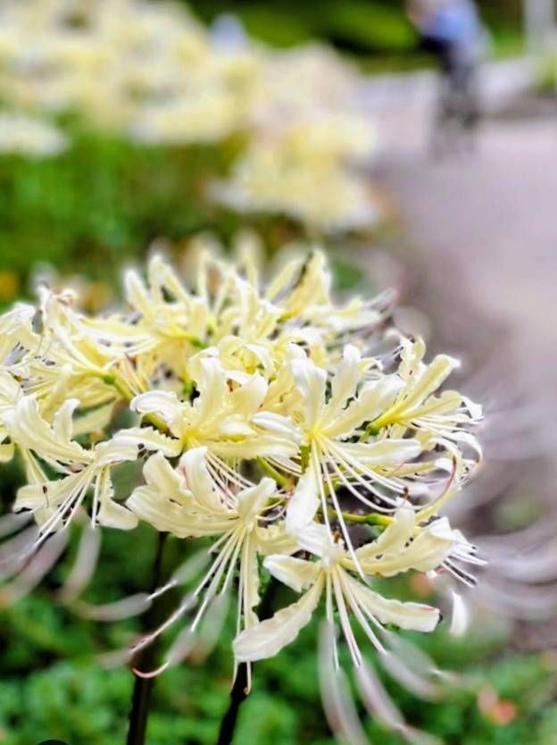 ✿・曼珠沙華・白・✿ 白花が美しさを魅せて咲いてた花姿が見れました