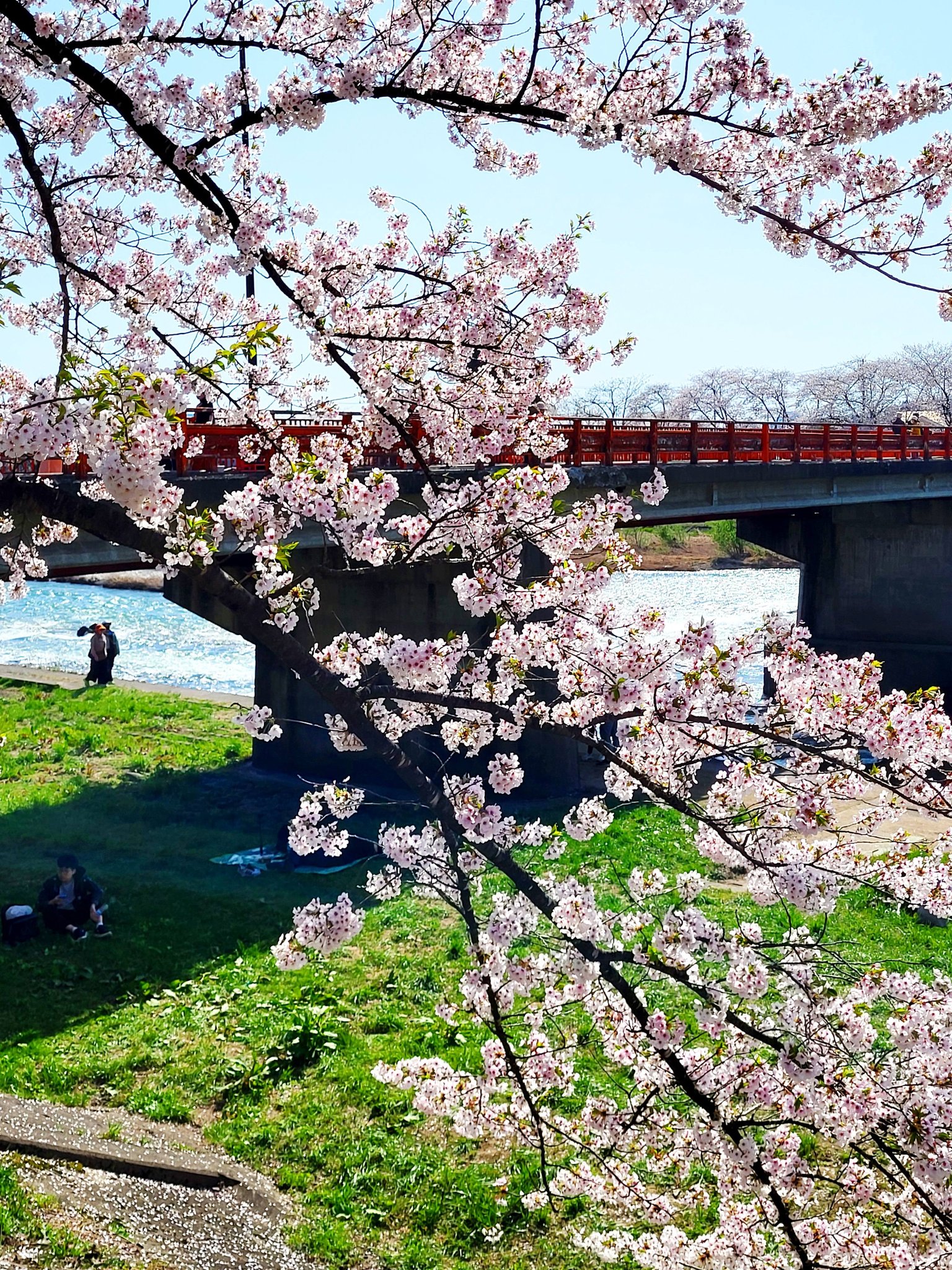 2026.4.19檜木內川堤公園の桜滿開🌸🌸🌸