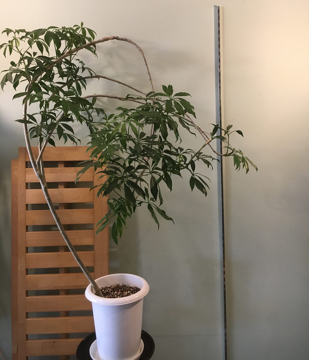 花と暮らす店 木花 Mocca - シェフレラ色々。 #観葉植物 #観葉植物インテリア #観葉植物のある暮らし...