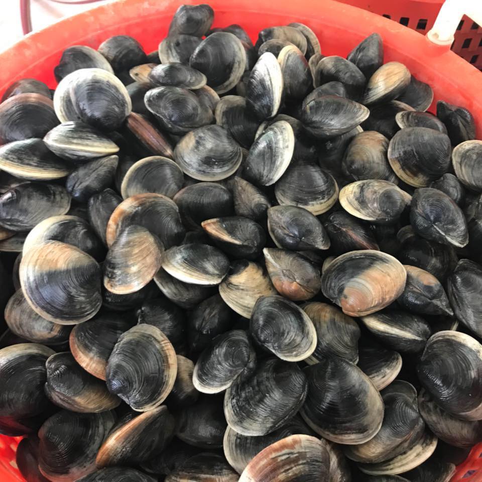 Clamtastic Seafood Inc. | Cedar Key FL