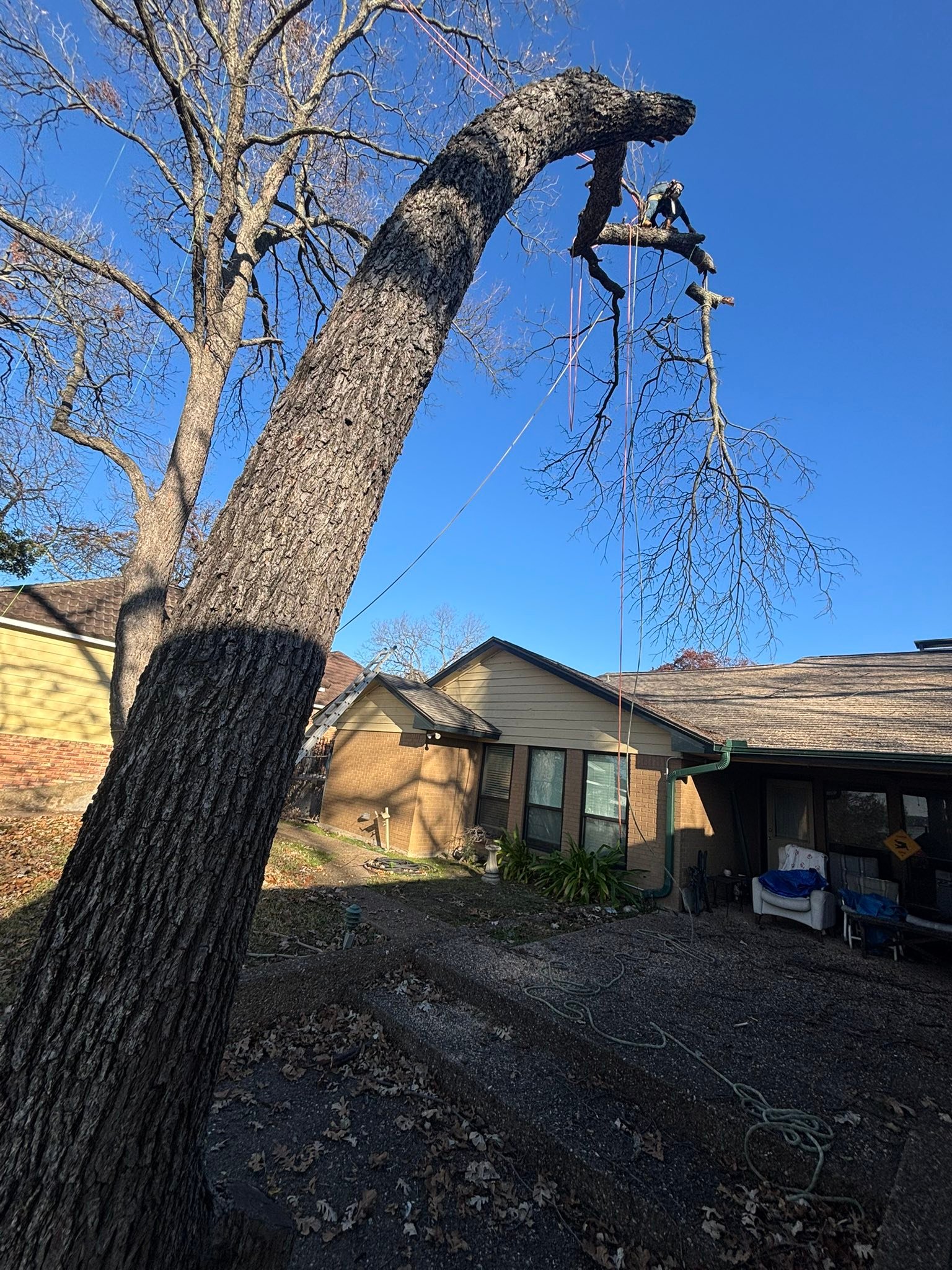 C & A Tree & Lawn Service LLC | Terrell TX