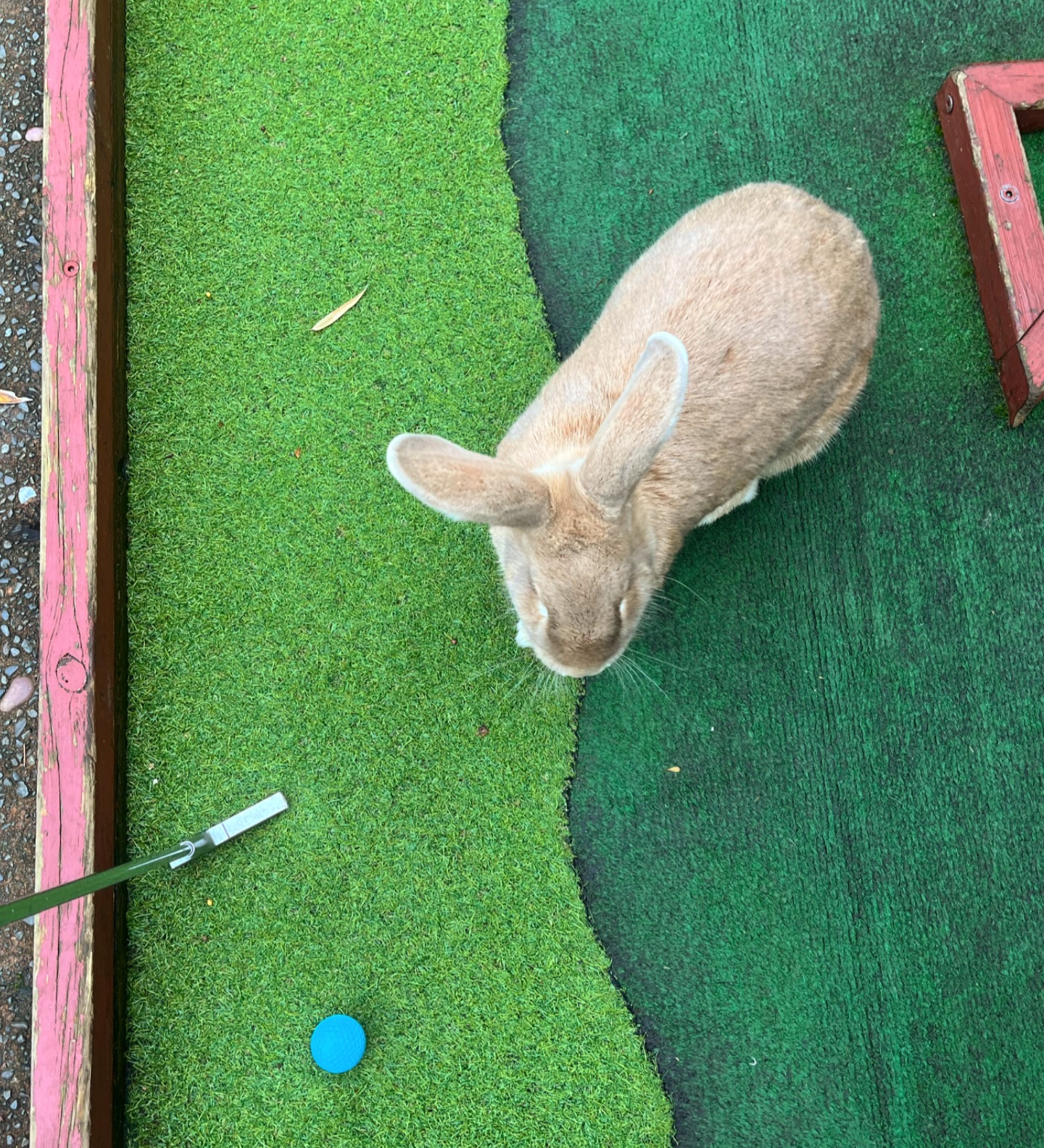 Mini Golf Rotorua | Rotorua