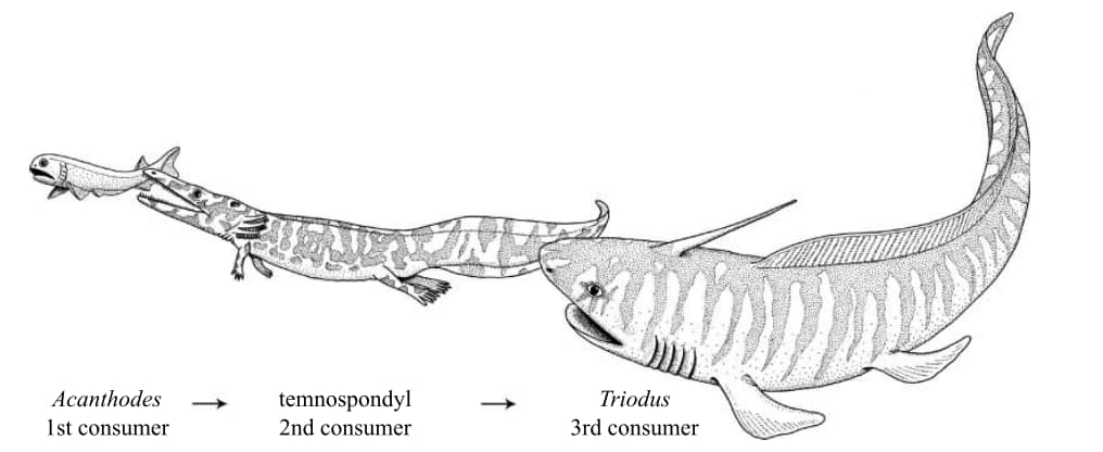 WORLD OF PREHISTORIC CREATURES | The corpse of Remigiomontanus (an ...