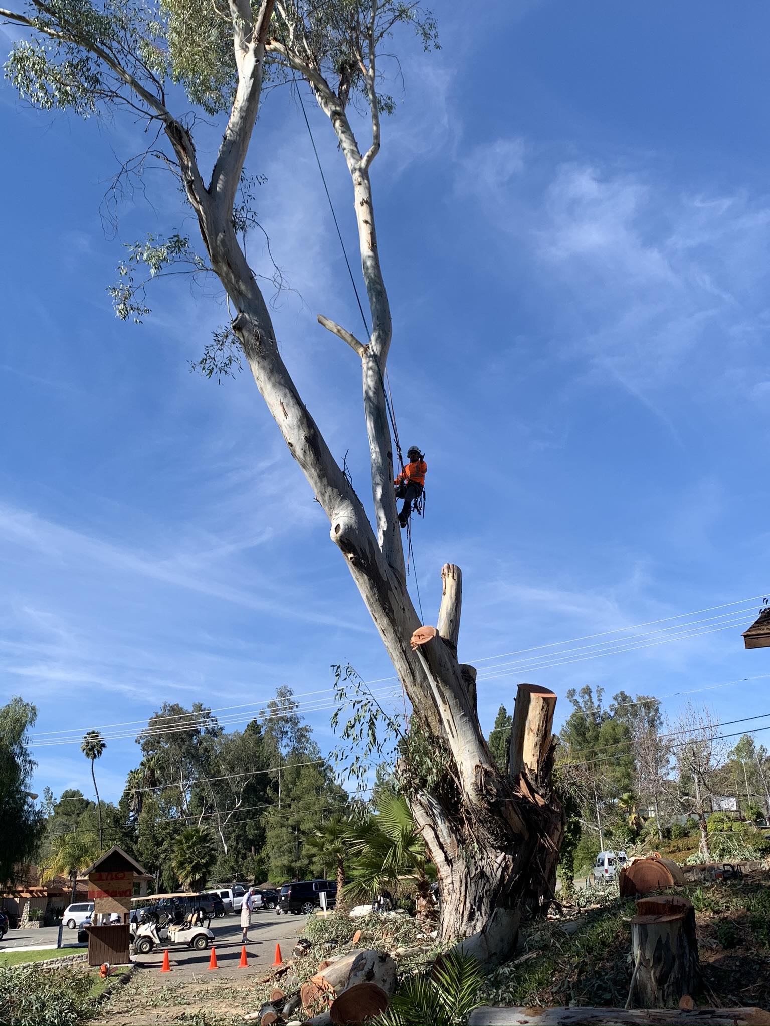 Genesis tree service SD