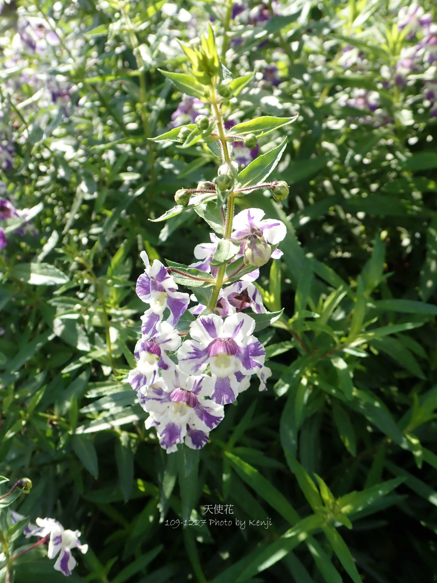 幸福花園i 手作 天使花angelonia Salicariifolia Facebook