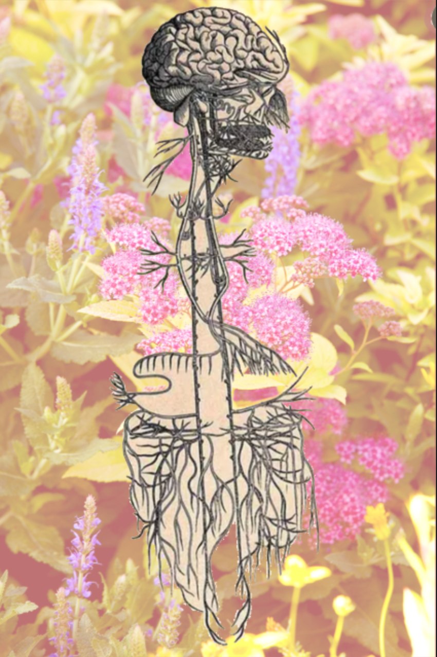 The vagus nerve is... - Lisa Prentice Craniosacral Therapy | Facebook