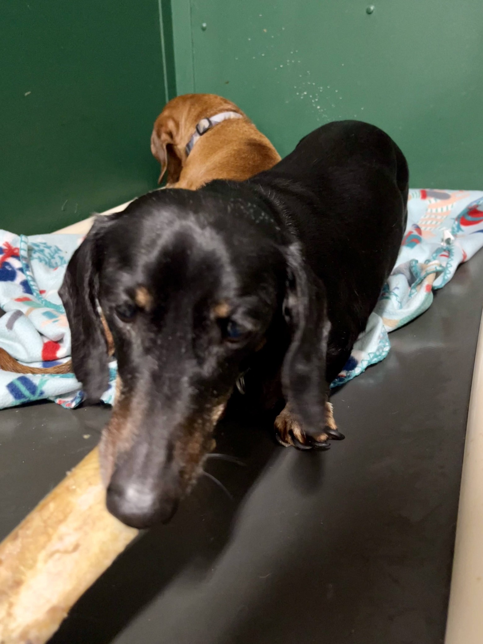 We are ecstatic today!!!!! Boomer... - Hope Pet Rescue Center | Facebook