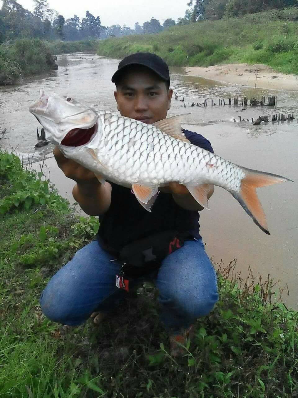 Borneo Ini Ikan Ikan Ini Namanya Sebarau Ikan Facebook