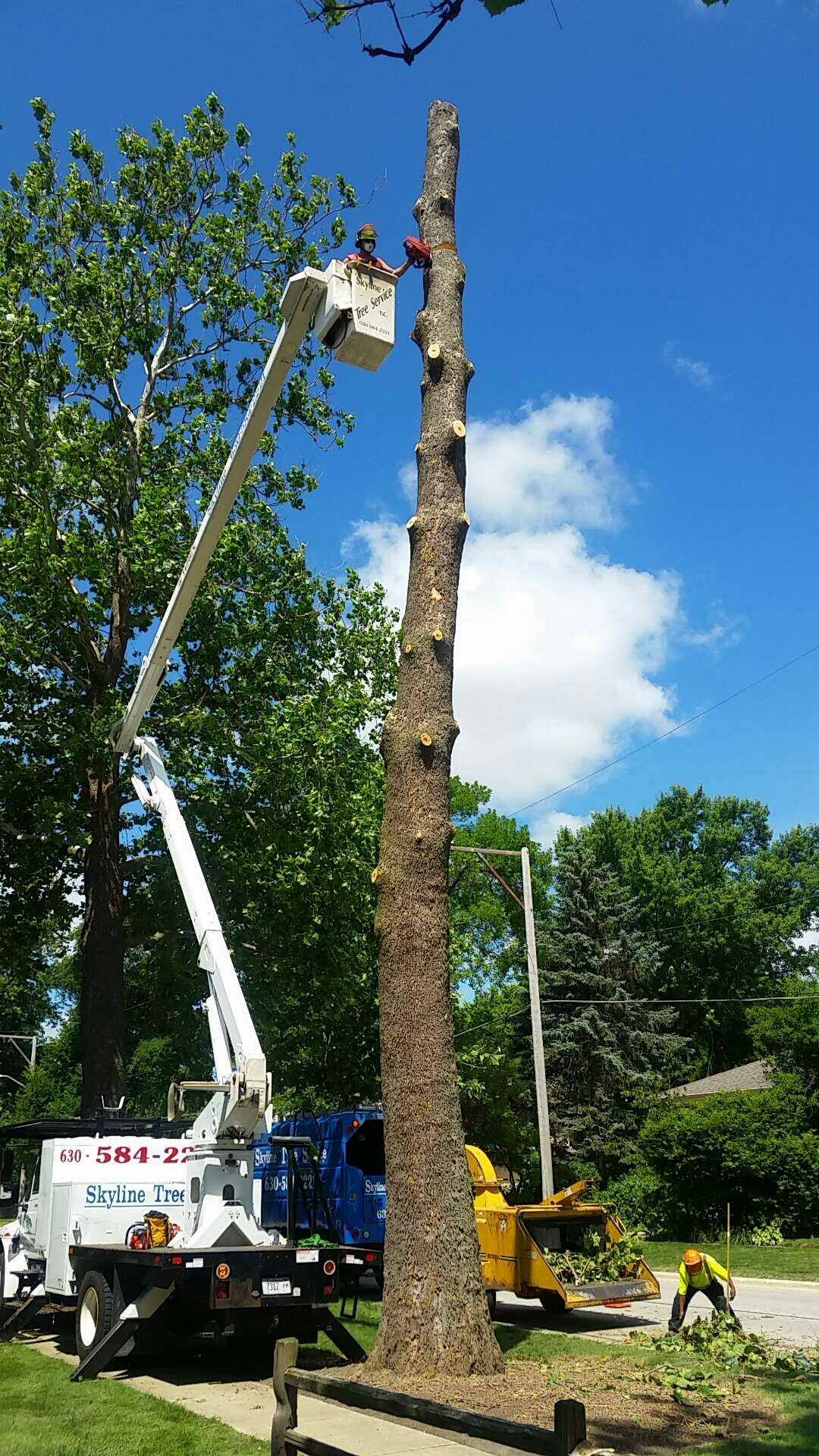 Skyline Tree... - Skyline Tree Service and Landscaping Inc.