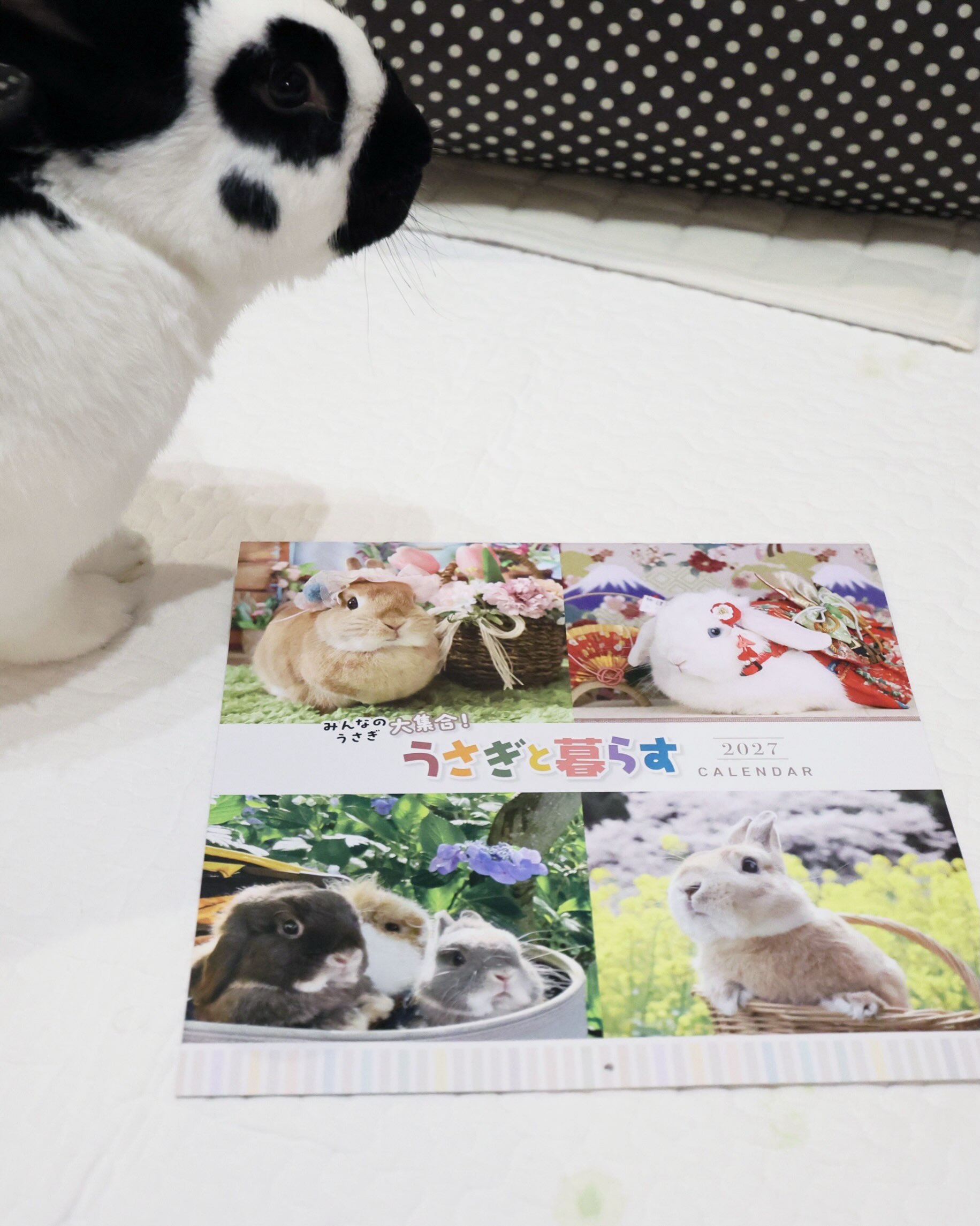 うさぎ専門店ココロのおうち | Takasago-shi Hyogo