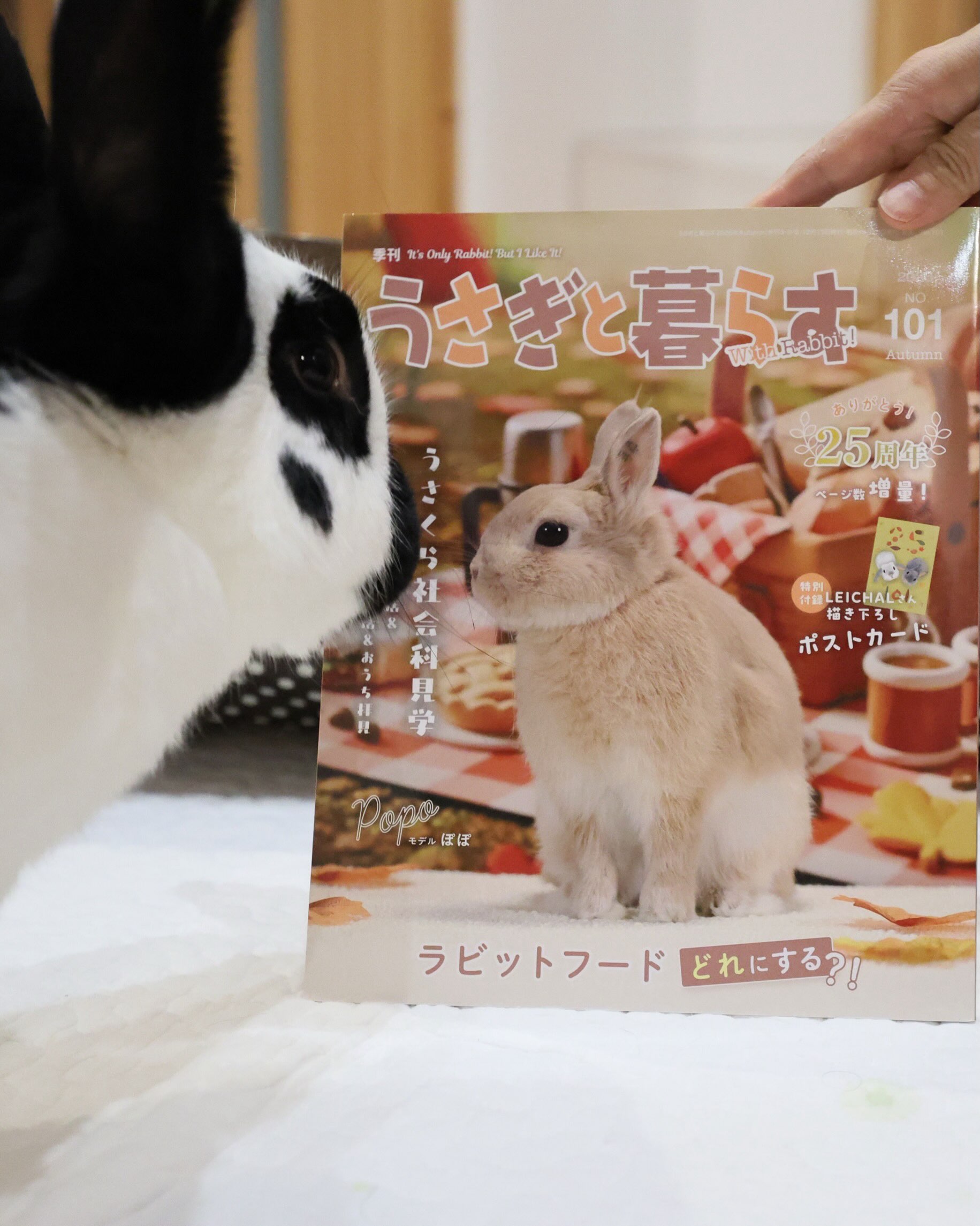 うさぎ専門店ココロのおうち | Takasago-shi Hyogo