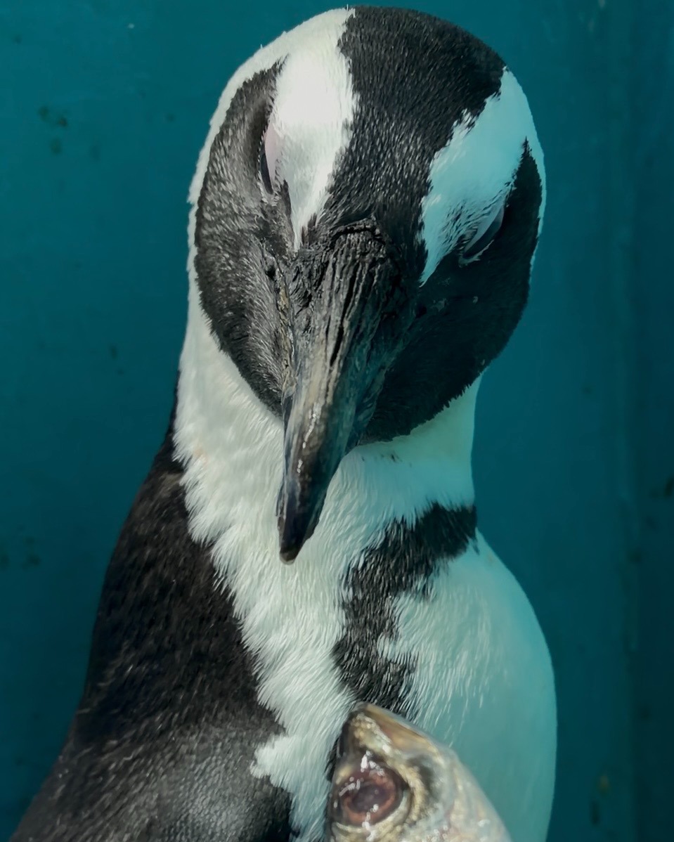 初期販売分 なみなみ 旧作 ペンギンズ すやすやベビー あにまる