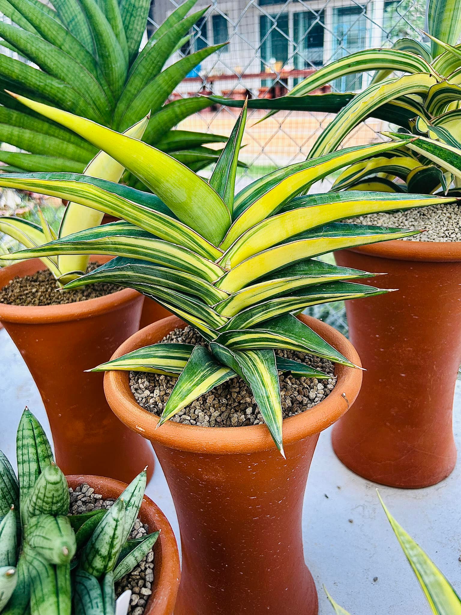 Sansevieria Pingren ,Suriyothai and Sunny