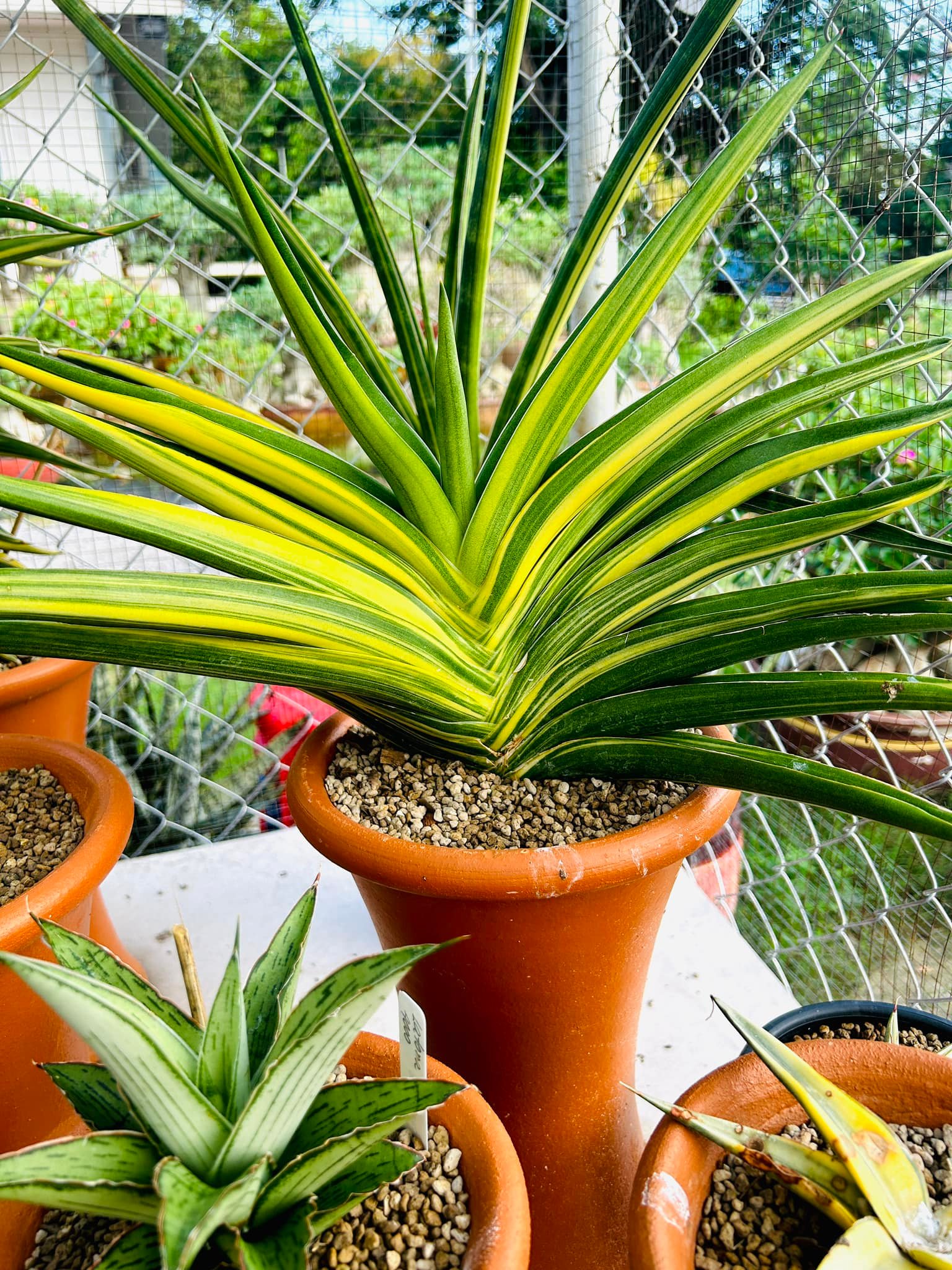 Sansevieria Pingren ,Suriyothai and Sunny