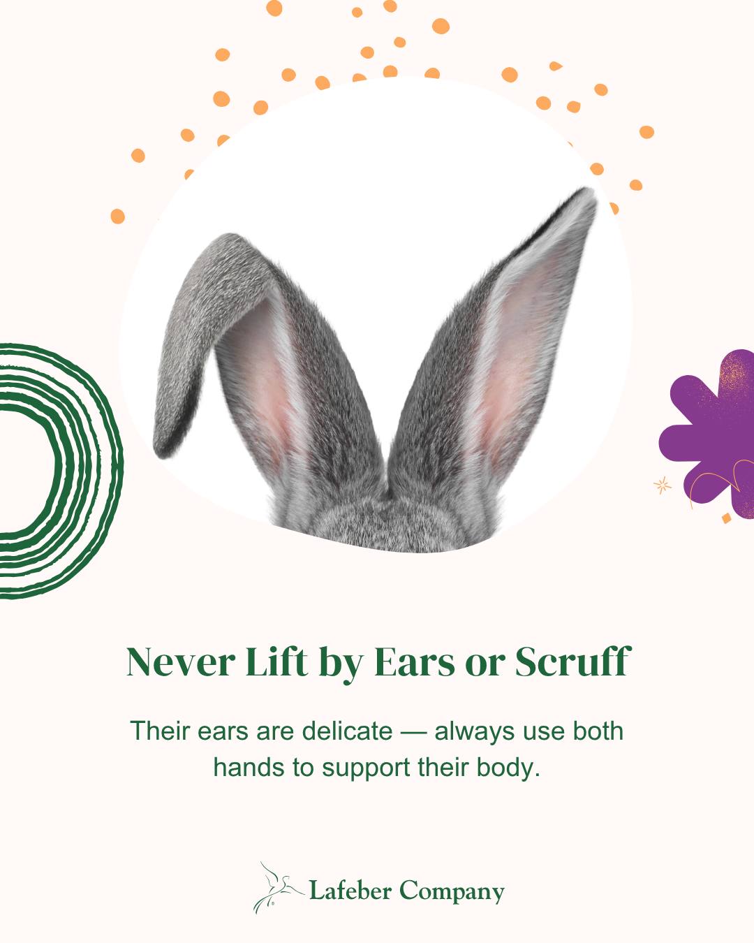 Lafeber Small Mammals - If your rat has 'moves like Jagger,' let us ...
