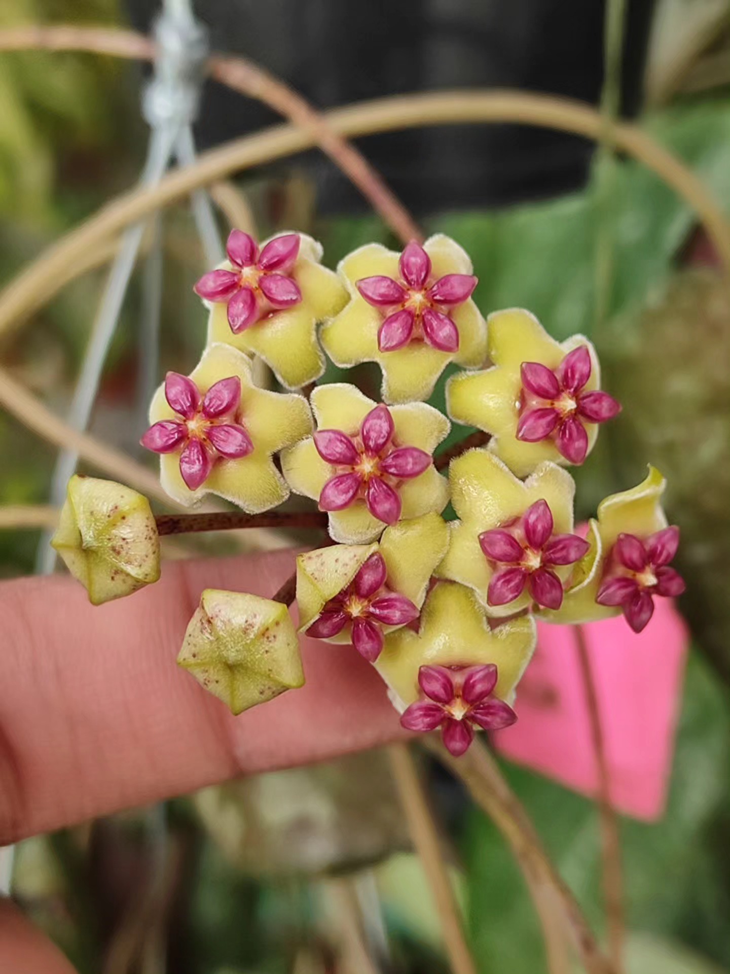 Hoya papuana from Papua Indonesia #hoyapapuana