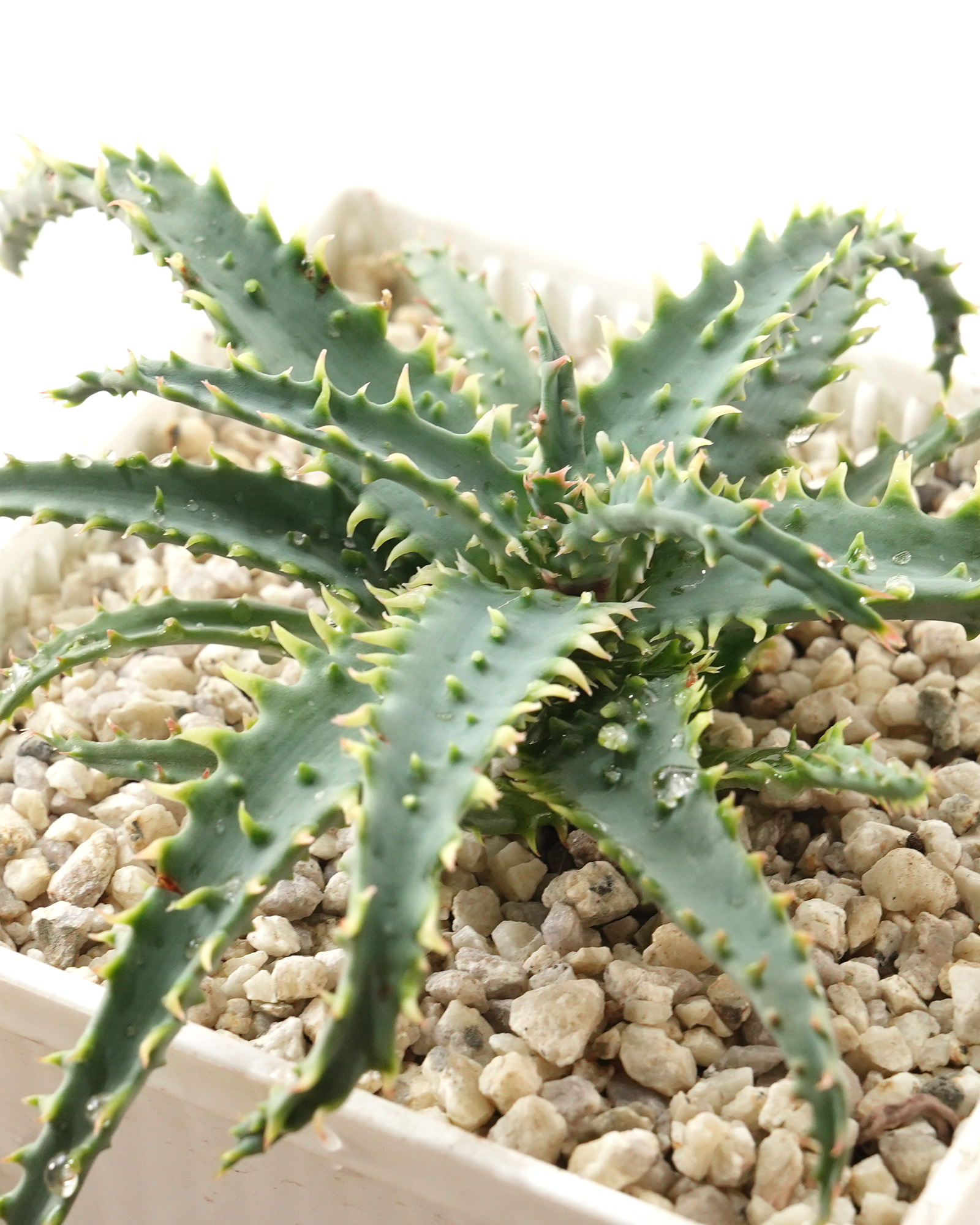 アロエ　ワイリーコヨーテ　② □ アロエ ワイリーコヨーテ Aloe 'Wily Coyotee' ブルーグレイにサビ