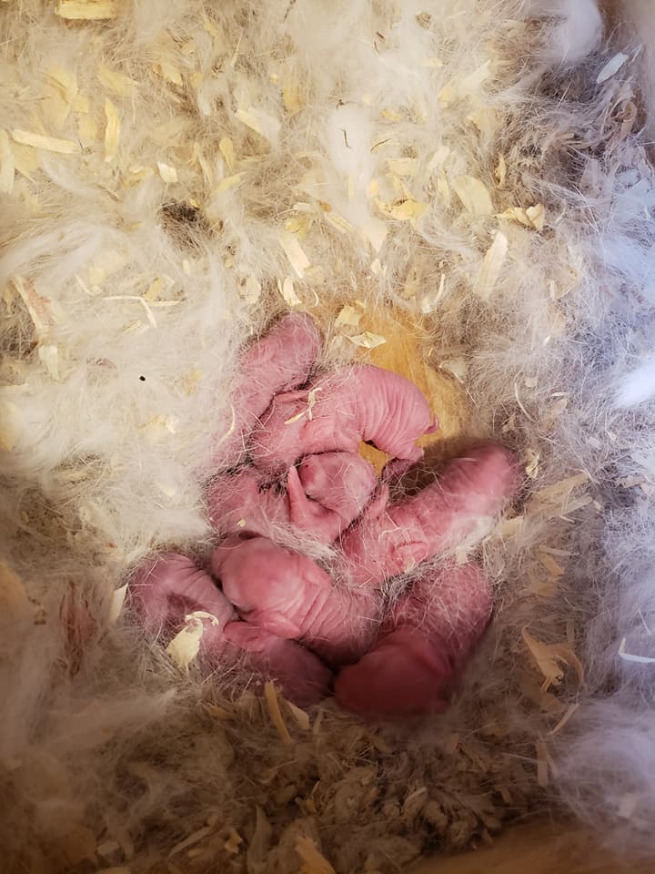 Willow Wisp Rabbitry | Blairstown NJ