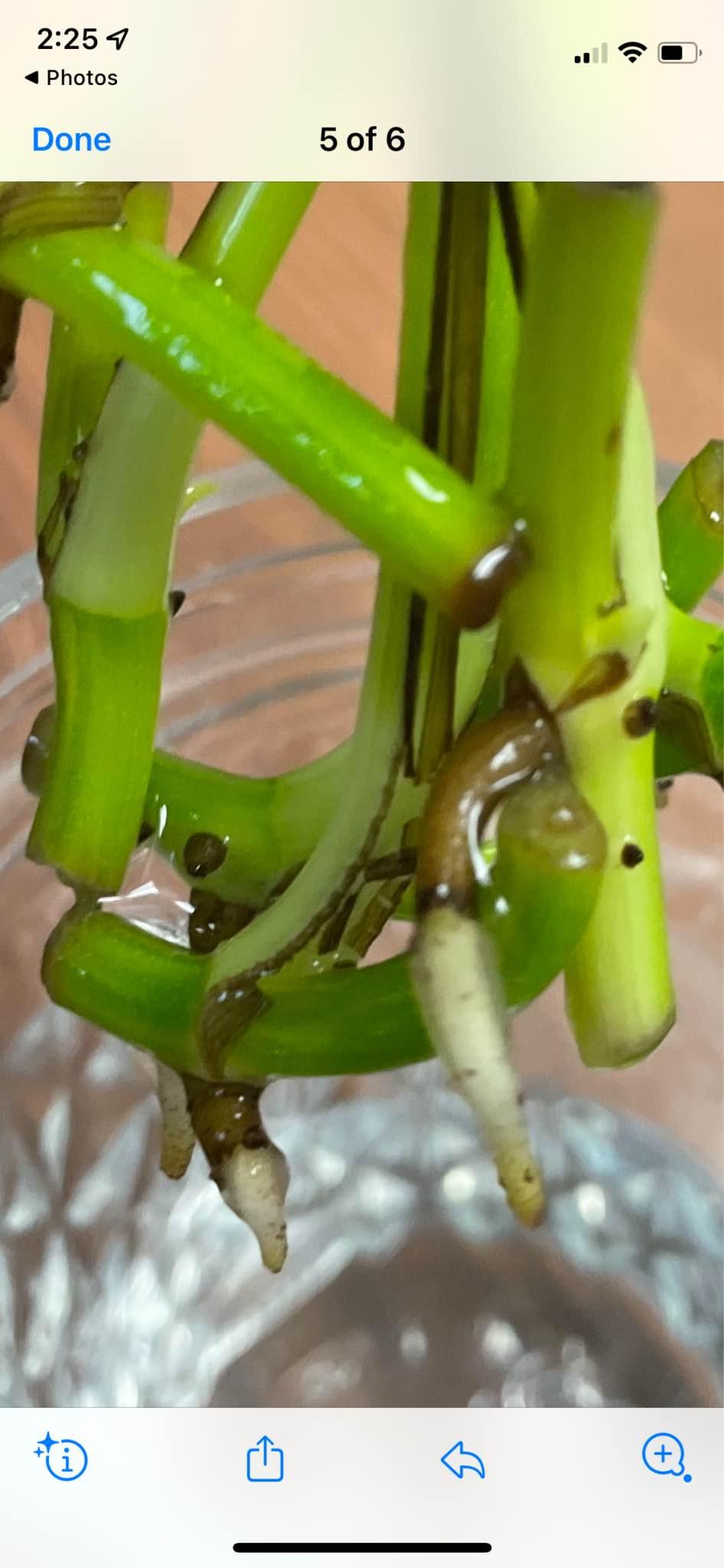 Live plants fully rooted - Plants & Seedlings - Langhorne, Pennsylvania ...