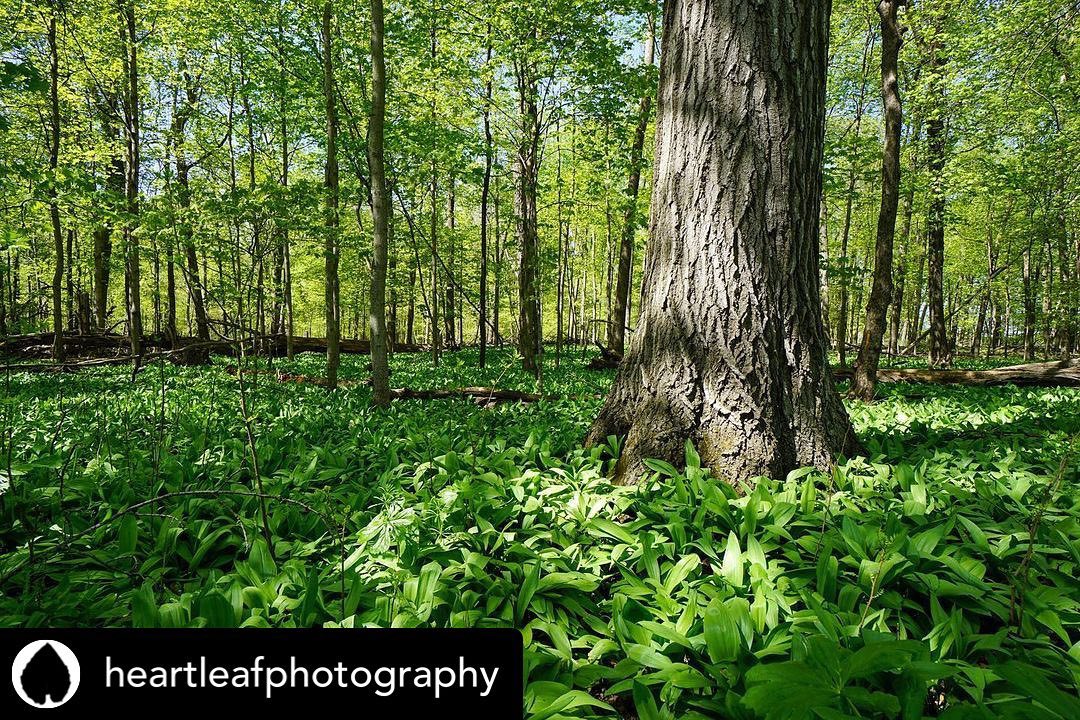 Our - Enjoy today’s little slice of #OurWisconsin #forest #Spring # ...