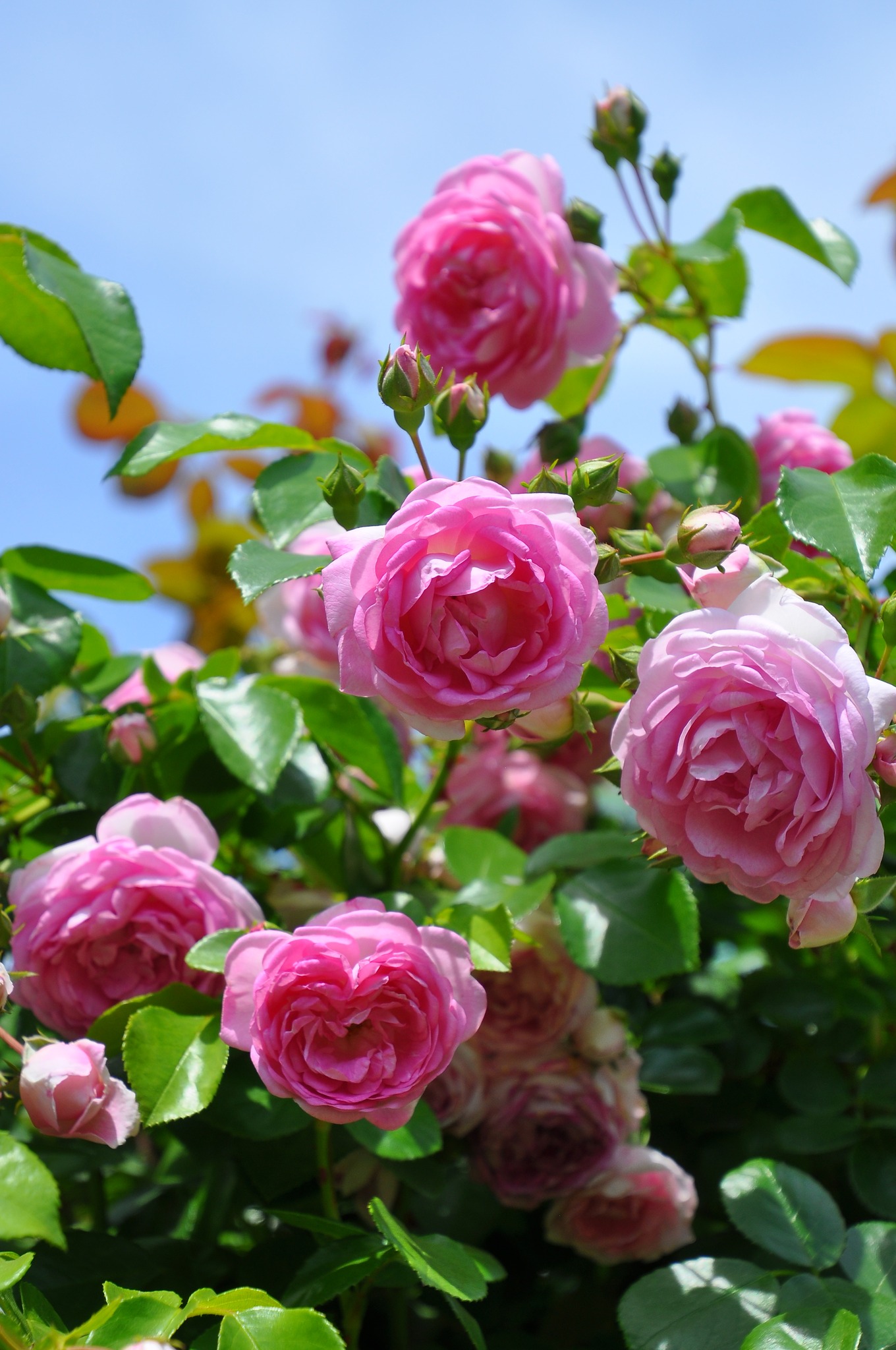 苗 Rose Garden バラ苗　切りバラ苗.Fashi♡n