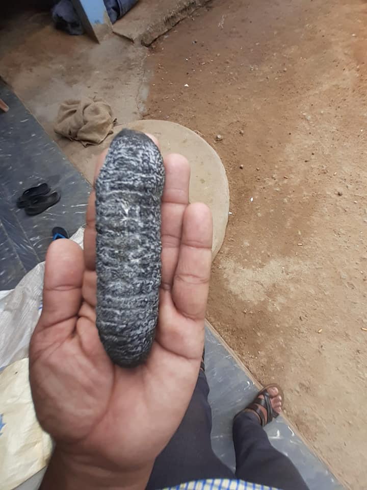 Sea Cucumber Supplier Malaysia Posts Facebook